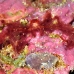 crab_orangutan_kimamg27_h_0057_sul7924.jpg